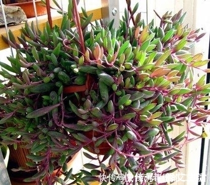 王大妈把这3种多肉吊起来养，瞬间被圈粉，美炸了