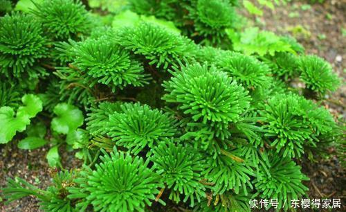 花盆|山上常见的2种野草,带回家种在花盆里,秒变高档盆景