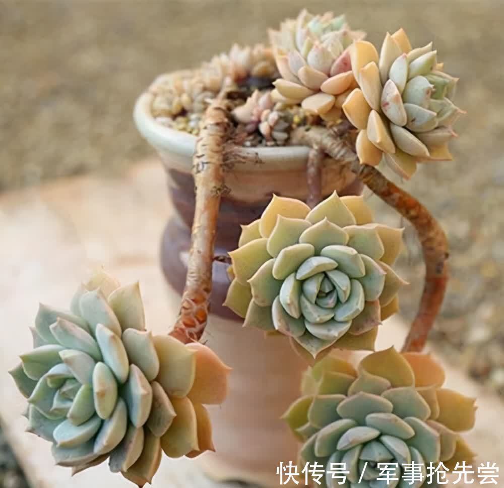 秋冬|他养多肉10多年,总结出9个易出“高价老桩”的品种,适合新手