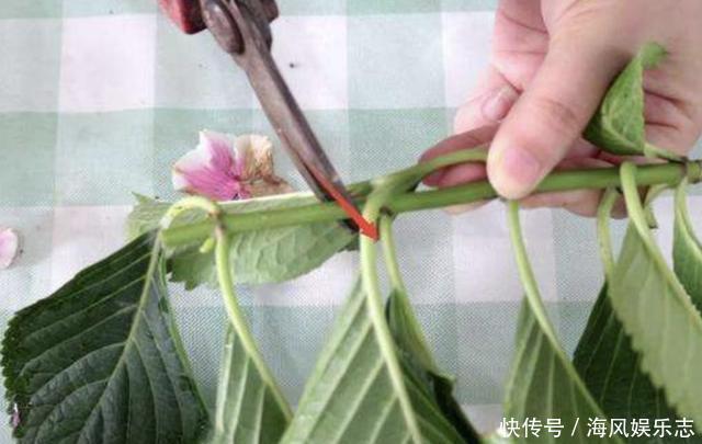 花卉|6月底,2种花卉的枝条“别丢”,插在土壤里,8天就生根,变盆栽