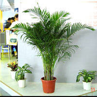 人养花,花也养人,家里养上这几种花,净化空气还有好寓意