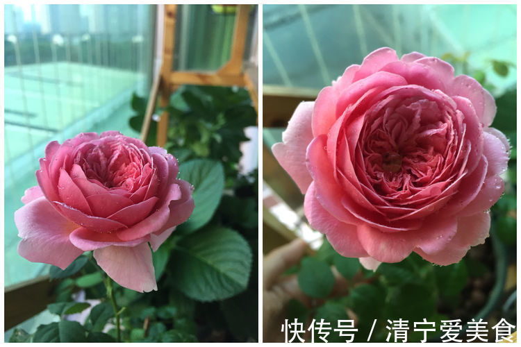 喜欢养菊,不如养“高档玫瑰”红羽,美艳如少女裙摆,灵动可爱