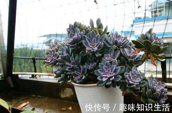 为数不多的好看又好养的多肉,不徒不挂活得久,3年成漂亮老桩!