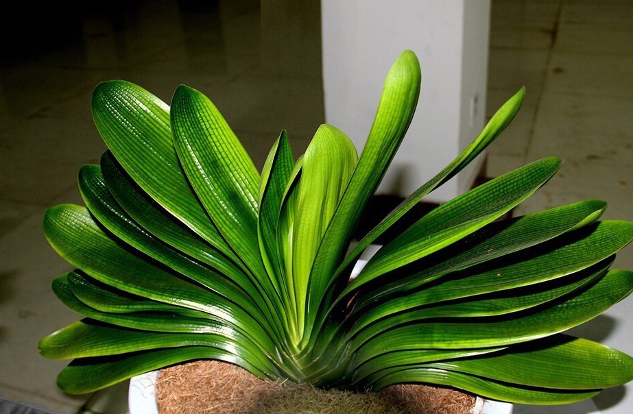 刚买回的盆栽，如何浇水、晒太阳、养护简单“3步”，越养越旺