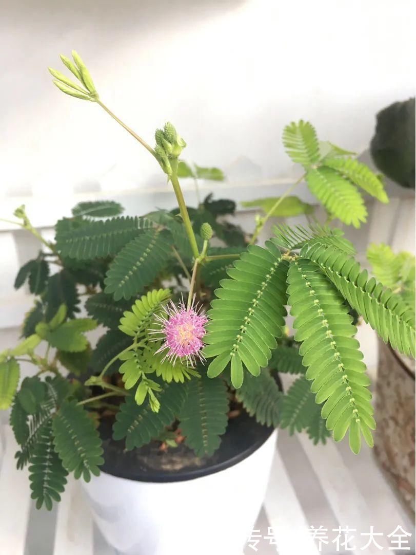 紫茉莉|不能小看入侵植物，看到后要立马拔掉，留着就是祸害