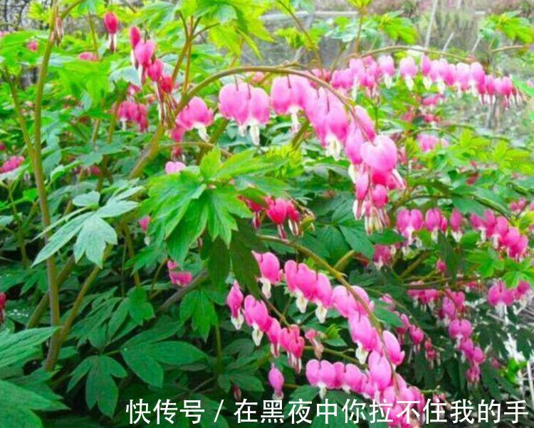 家里阳台养此款花,新手也能养爆盆,四季有花开,花香四溢飘满屋