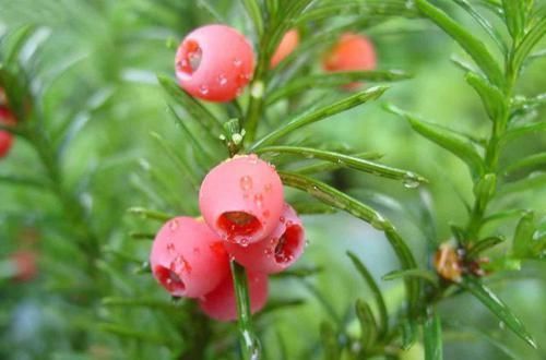 维生素b|女性过了40岁推荐常吃3种食物，补血润肤，排毒消脂，好处多多