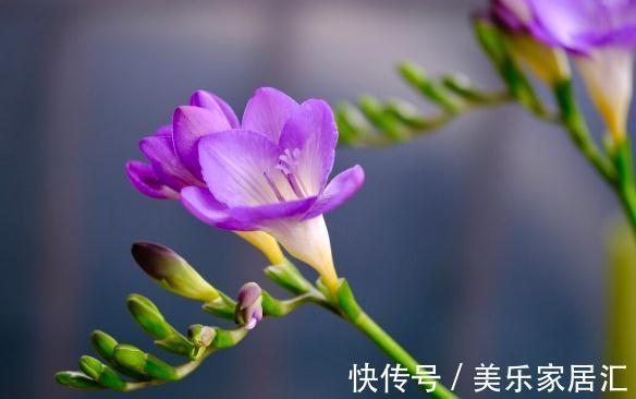 温度低,18种花要“干养”,浇水多很容易冻伤,难养活