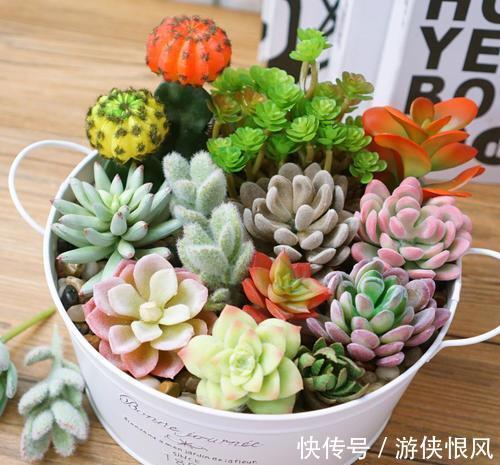 喜欢的多肉太多了,不如放在一起打造多肉组合盆栽,让美丽翻倍