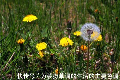 药食两用|蒲公英和3种食物搭配，功效多多，喜欢的人可以试试