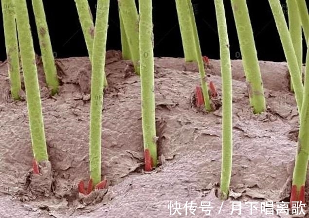 奇趣|精选一组奇趣图片;世界上最长的头发、显微镜下的睫毛及舌头