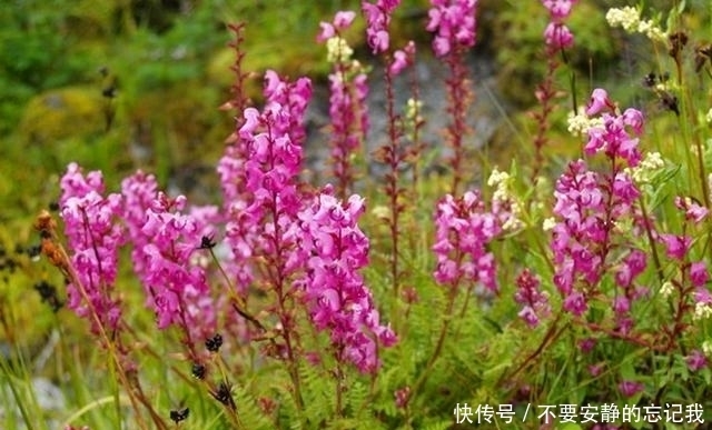 野草|农村这野草很稀罕，有大的观赏价值，还可以用于祛湿