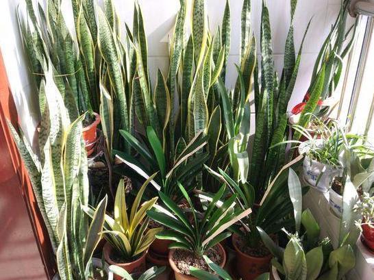 养殖花卉关键得选对花盆错了，会给植物带来3点''致命伤''