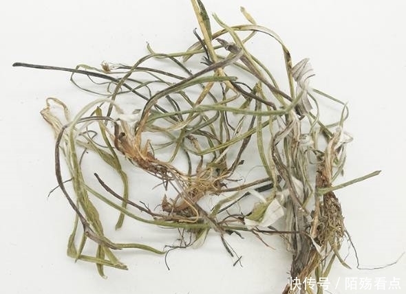 野外|野外的这种野草你见过吗?竟然可以治疗这么多种病!