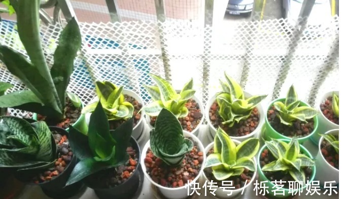 蛋壳|老妈在盆里埋点料，虎皮兰吃了一夜冒10个芽，花盆都炸了！