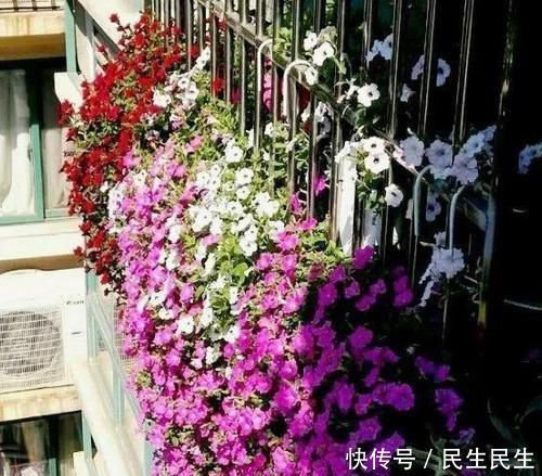 阳台杂乱无章又狭窄，不如盆栽这些花卉植物，美得如同花海仙境
