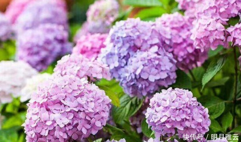 3种花是花卉中的佼佼者，开花一茬又一茬，美如仙境！