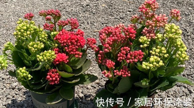 浇水|这些花卉夏天正在休眠,就怕三件事做错了,要及时纠正