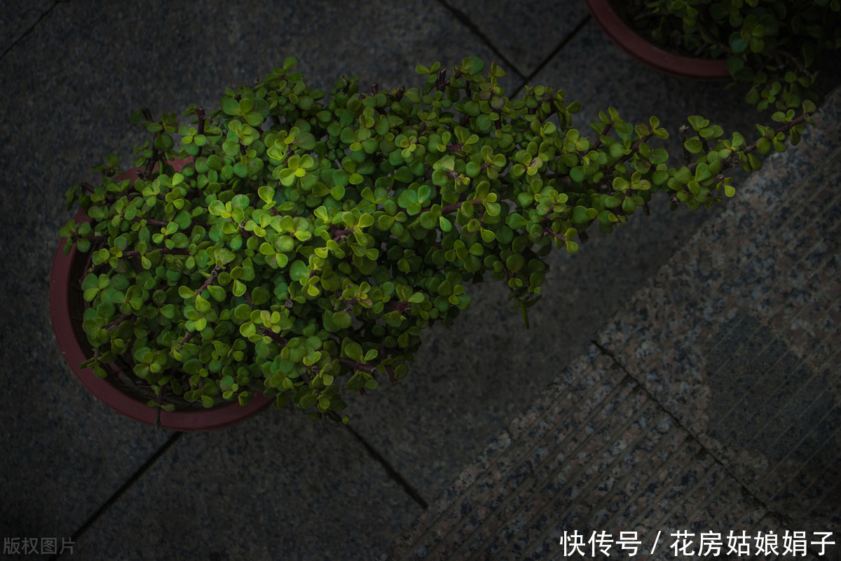 宁干|金枝玉叶浇水时,掌握好4个技巧,就能不黄叶,不烂根,枝繁叶茂