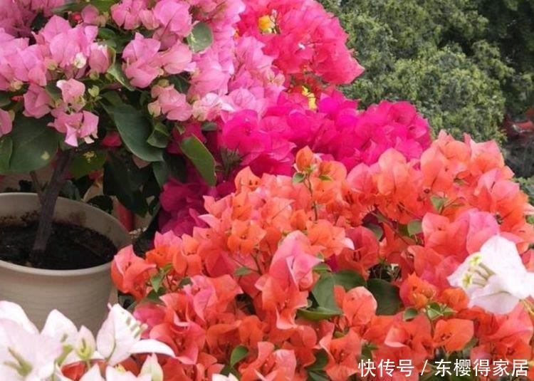庭院选这几款花,花姿妖娆,养一盆一年四季都在开!