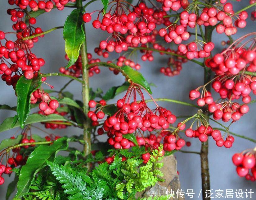 若是去野外,请留意“结红果”植物,挖回家制成盆景很高档