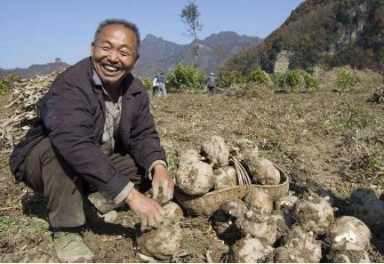 一绝|亩产超6000斤,全株都有毒,我国食用2000多年,做成豆腐是一绝