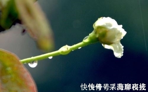 苏轼$宋代毫无名气的词人朱服,一生只留下一首词,却深得苏轼喜欢