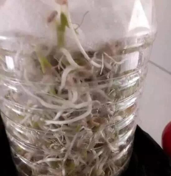 做芽苗菜|家里的塑料油桶别扔,有3个“妙用”,种菜效率高,扦插生根快