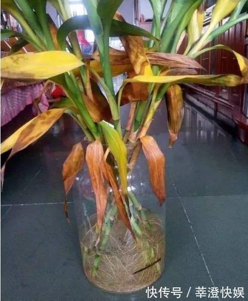 富贵竹咋养都黄叶浇水加点料，绿叶嗖嗖冒，养的节节高！