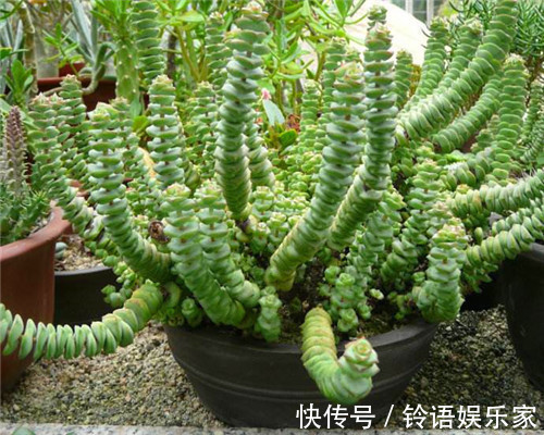 多肉钱串子不好养教你3个养护钱串子的妙招,轻松爆盆又美观