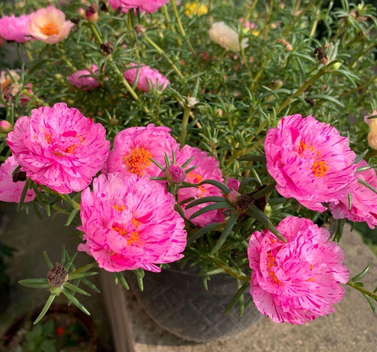 繁殖|4种花,摘一个枝条插盆里,很快就长叶长根,当年就开花