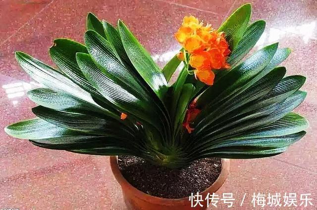 三分钟带您了解君子兰的养护技巧,君子兰开花就这么简单