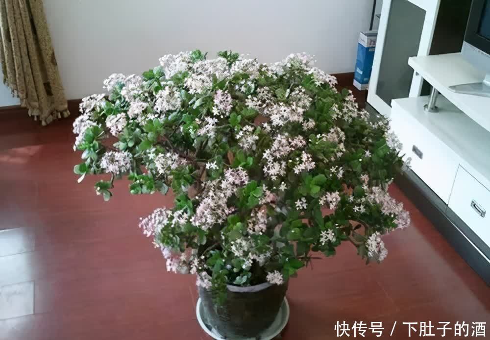 吊兰|建议爱花人：4种花，加起来不超百元，却有好寓意