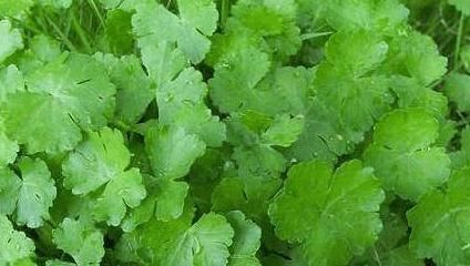 功效|乡下有一种很常见的菜,具有利湿通淋,清热解毒,散瘀消肿功效