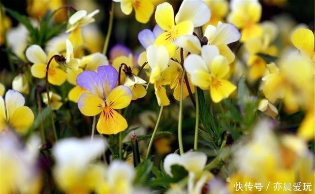 清园|花园清园需“谨慎”，4种花清园后不开花，很多人不当一回事
