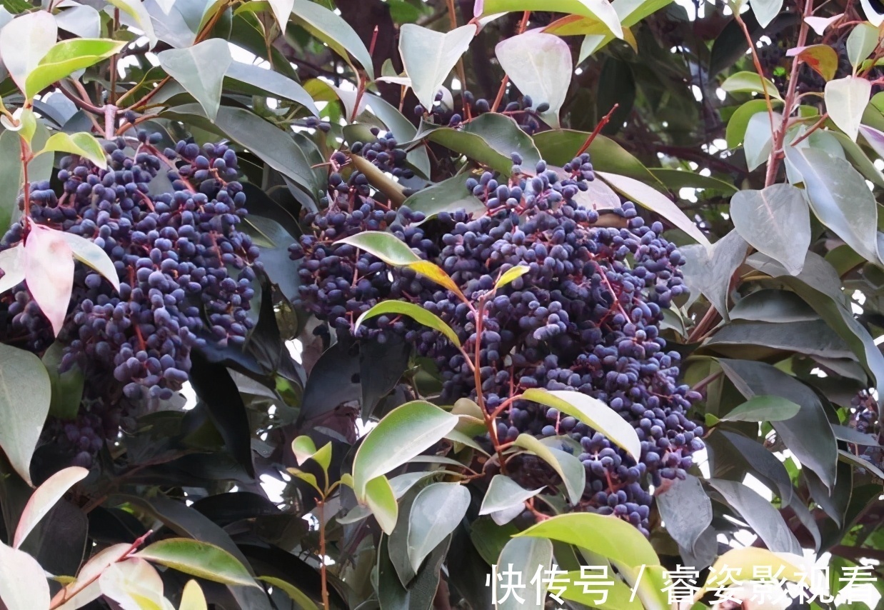 雄激素|几种“锌食物”男人不妨多吃,激活你的“雄激素”