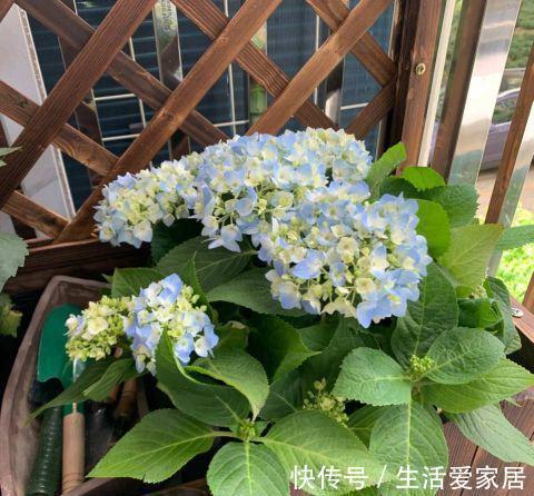 观赏性|这三种花再喜欢也不能夏天买,不好养难伺候,买回来就后悔