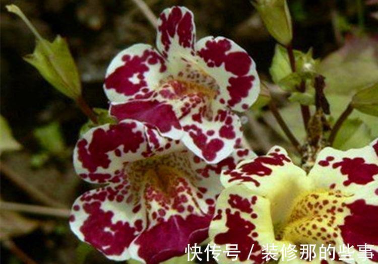 香味|春节过后养这几款植物在家里,娇小不占地,香味十分浓郁