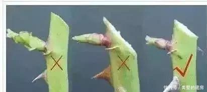 修剪|养花要“七分管、三分剪”，花卉如何修剪你一定要懂