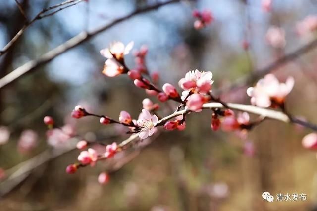 早春花枝俏，清水桃花朵朵开