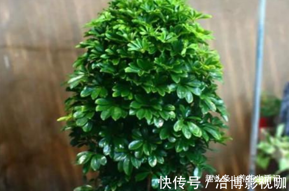 叶子|室内养鸭掌木，坚持做好“4个”关键，叶子四季“青翠”侧芽多