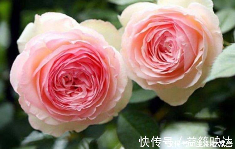 龙沙|最适合新手养的5种花，沾土就能活，花量大不操心，越养越喜欢