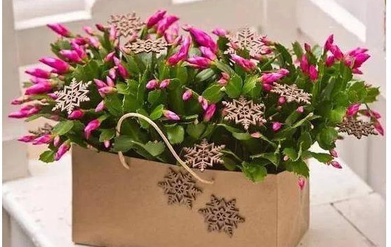 盆栽蟹爪兰总是只长叶子不开花注意以下5点，才能花爆。