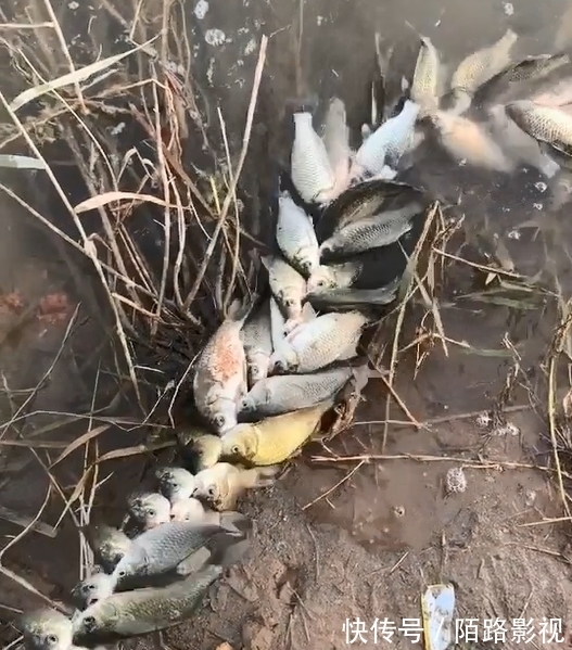 河北一男子钓上十几斤鲫鱼,用绳串在一起拖着走,网友们却怒了