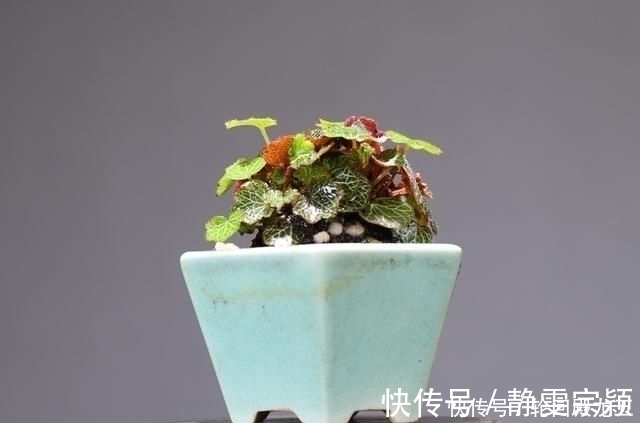 欣赏日本大师盆景作品,精心培育的造型,非常具有艺术气息