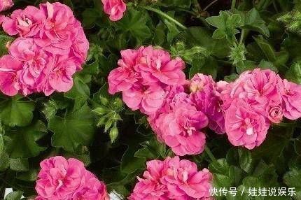 1种花,开花漂亮,花期长花量大,连叶子都有香味,值得拥有