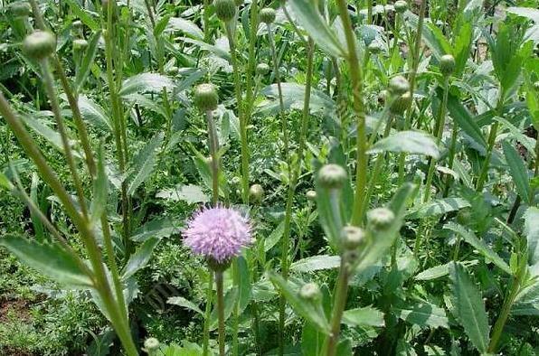 中年|这种野草浑身长满刺,乡下人都很讨厌它,如今卖20多元一斤