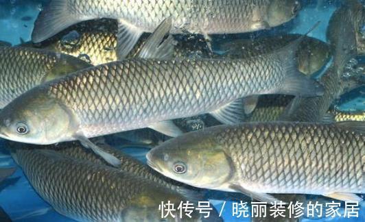 鲫鱼|家喻户晓的“四大家鱼”也有人能答错?这四种鱼才是,别再搞错了