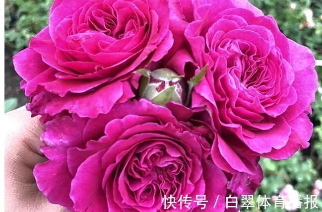 “高端玫瑰”女人香气,丰腴婀娜,花色艳丽,可以说养花必备