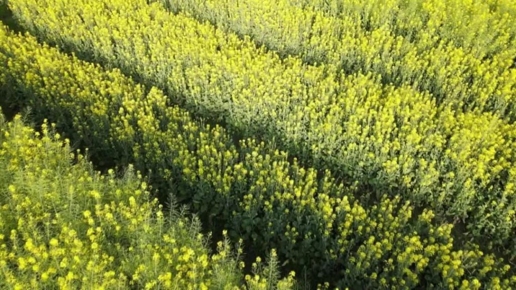 油菜花香醉春光